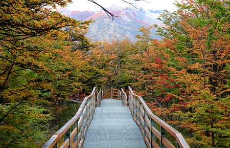 Walkway amongst beautiful fall foliage in Los Glaciares National Park, Santa Cruz Province, Patagonia, Argentinaの写真素材