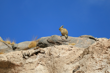 Mountain Viscacha sunbathing on the rocky hill under vibrant blue clear sky, Sur Lipez desert of Bolivia, South Americaの写真素材
