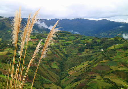 Close Up of Wild Pampas Grasses against Lush Plantations on the Mountain Ranges of Amazonas Region, Northern Peru, South Americaの写真素材