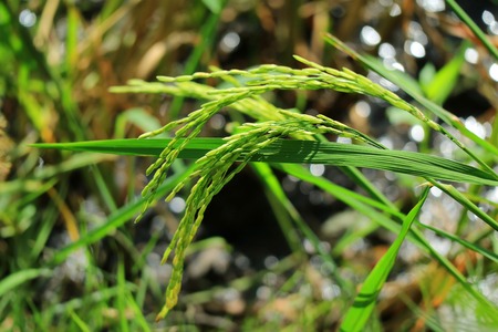 Closed up the almost ripe rice plants in the paddy field of Thailand, blurred backgroundの写真素材