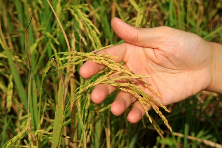Hand of a man holding ripe grains of the rice plants in a paddy fieldの写真素材