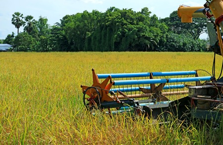 Combine Harvester Machine Harvesting Ripe Rice Plants in the Golden Paddy Field, Central Thailandの写真素材