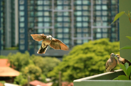 Wild Zebra Dove Landing on the Balcony with Blurred Building and Green Foliage in Backgroundの写真素材