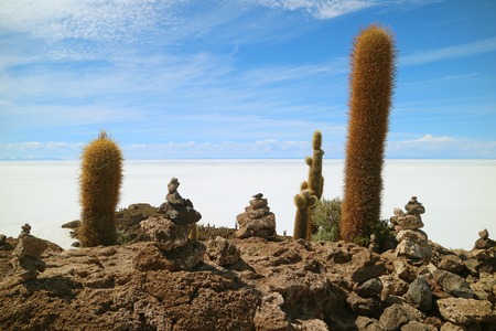Giant cactus plants and cairn stones on Isla Incahuasi against the immense Uyuni Salt Flats, Bolivia, South Americaの写真素材