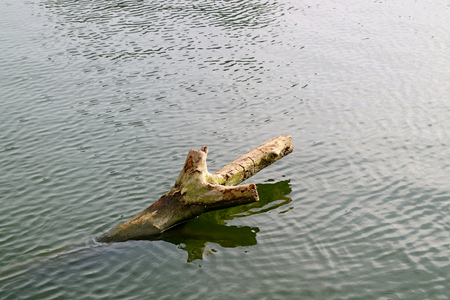 Dead tree stump in the lake, Texture Backgroundの写真素材