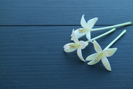 Closed up three beautiful white blooming Millingtonia flowers on dark blue wooden table, with free space for text and designの写真素材