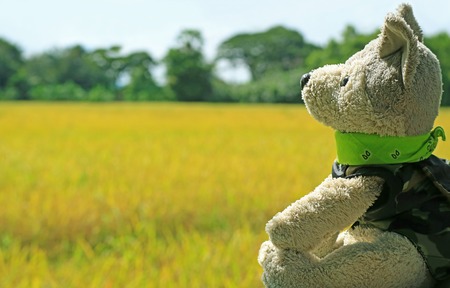 Cute puppy soft toy looking at the sunlight sky with blurred paddy field in harvest season in backgroundの写真素材