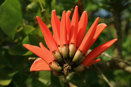 Closed Up a Beautiful Vivid Orange Color Coral Tree Blooming Flower, Easter Island, Chile, South Americaの写真素材