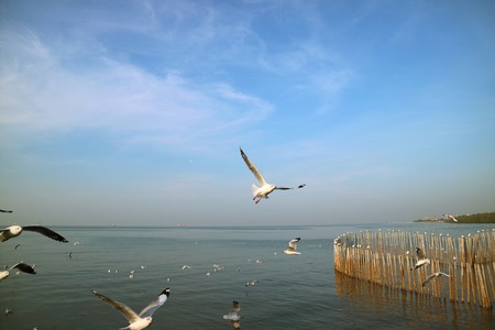 Many of Seagulls Flying over the Sea to Seek for Food, Bang Pu Beach, Thailandの写真素材