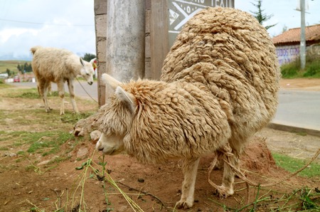 Alpacas at the Textile Village of Chinchero, Urubamba, Cusco region, Peruの写真素材