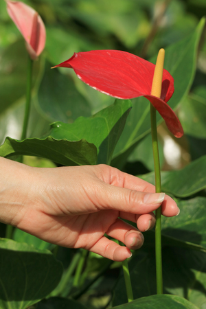 Woman Hand Touching the Stalk of Vibrant Red Flamingo Flowerの写真素材
