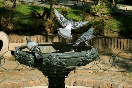 Pigeon flying up from the fountain with another still perching, Cerro Sata Lucia park, Historic park in Santiago, Chileの写真素材