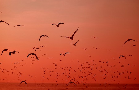 Silhouette of Uncountable Wild Seagulls Flying over the Sea in Vibrant Red Color Gradationの写真素材