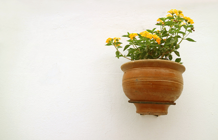 Yellow Lantana Flowers in Terracotta Planter Hanging on White Concrete Wallの写真素材