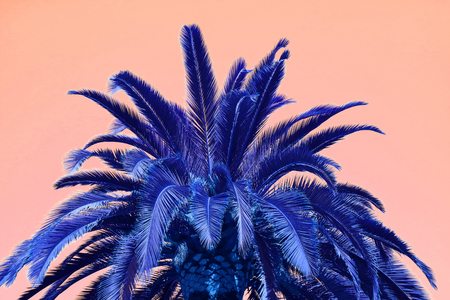 Surreal Style Pop Art of Vivid Blue Palm Tree on Pink Backgroundの写真素材