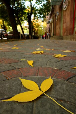 Closeup vibrant yellow fallen autumn leaves on the sidewalkの写真素材