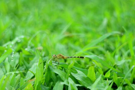 Dragonfly resting on the vibrant green grass field with copy spaceの写真素材