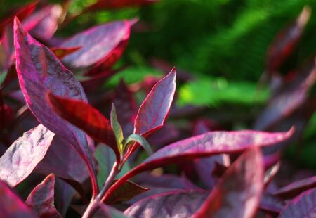Closeup purple leaves of the tropical plants with green foliage in the backdropの写真素材
