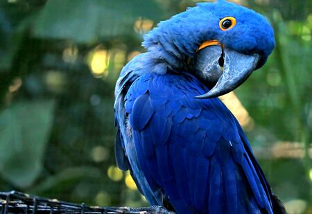 Adorable pose of vivid blue Hyacinth Macaw with blurry green forest in backgroundの写真素材