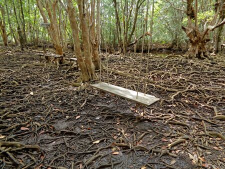 Empty Wooden Swing in the Mangrove Forest with Incredible Tree Roots, Trat Province of Thailand