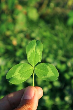 Vertical Image of Shamrock Leaf in Hand with Blurry Green Field in Backgroundの写真素材