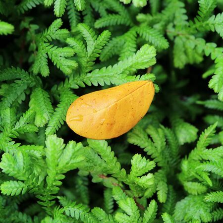 Closeup yellow fallen leaf with water droplets on vibrant green shrub