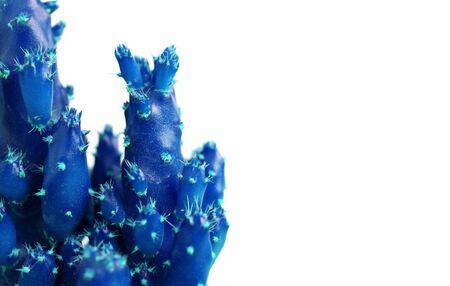 Pop art style close up of vivid blue mini cactus with turquoise spines isolated on white backgroundの写真素材