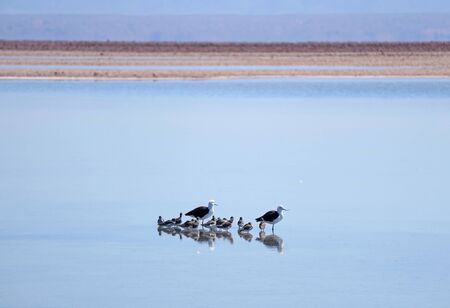 Pair of Adult Andean Avocets with Large Group of Baby Birds in Chaxa Lagoon, Part of Salar de Atacama Salt Flat in Antofagasta Region, Northern Chileの写真素材