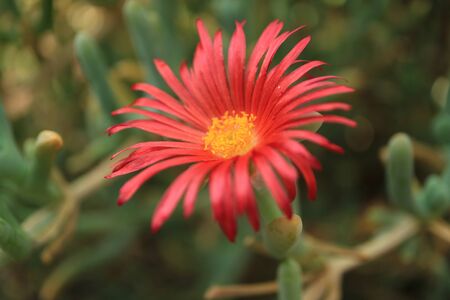Closeup a vibrant red blooming flower of Karkalla succulents plantの写真素材