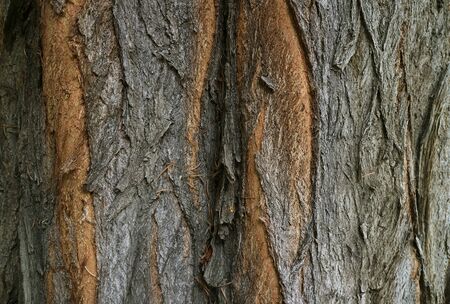Dark brown rough tree bark texture for background and banner
