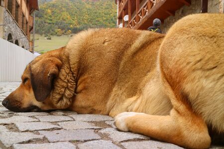 Closeup a big brown dog sleeping happily on the cobblestone road of Georgia's countrysideの写真素材
