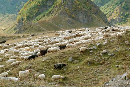Flock of Sheep Grazing on the Slope of Caucasus Mountain in Georgiaの写真素材