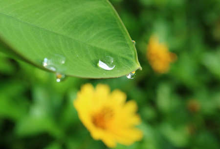 Closeup Water Droplets on Green Leaf with the Reflection of Yellow Cosmos Flower