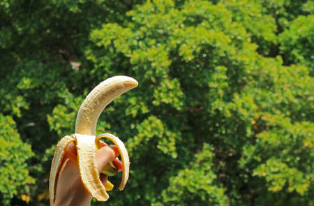 Peeled ripe banana in hand with blurry green foliage in the backdropの写真素材