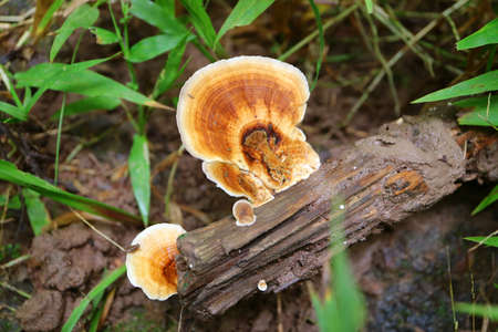 Pycnoporus Cinnabarinus Wild Mushrooms Growing on Dead Timber in the Forest