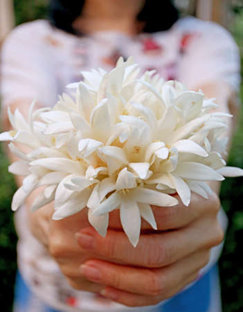 Closeup Female's hands holding a bouquet of pure white Millingtonia flowers handing to someone