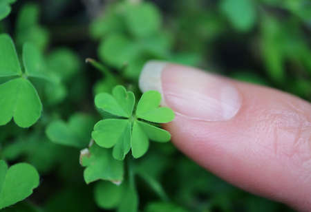 Vibrant green tiny four-leaf clover growing in the backyardの写真素材