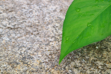 Vibrant green leaf with the morning dewdrops against a rough rockの写真素材