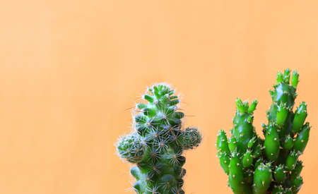 Vibrant Green Mini Ladyfinger Cactus and Fairy Castle Cactus against Orange Colored Wall