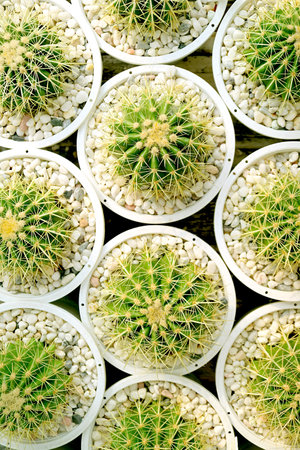 Top View of Rows of Potted Golden Barrel Cactus Plantsの写真素材
