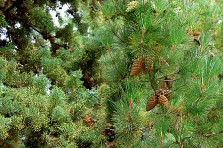 Bunch of pine cones on the tree in the autumn of Patagonia, Argentina