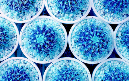 Pop Art Surreal Styled Rows of Potted Golden Barrel Cactus Plants in Vibrant Blue Colorの写真素材