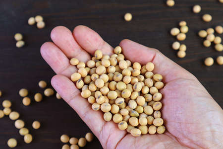 Closeup dried soybeans in man's handの写真素材