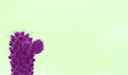 Mini cactus in pop art surreal style purple on lime green backdrop with copy space
