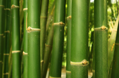 Closeup green bamboo tree trunk of the bamboo forest in Thailandの写真素材
