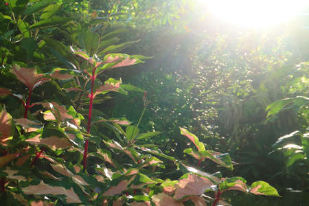 Bright Sunbeams Shining on the Shrubs of Caricature Plantの写真素材