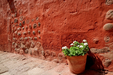 Red Old Rough Stone Wall with a Potted White Begonia Inside Santa Catalina Monastery, Arequipa, Peruの写真素材