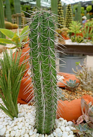 Closeup of Potted Cereus Cactus Plant with Various of Succulent Plants in Background