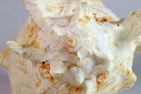 Macro Shot of Natural Branched Murex Seashell Spire