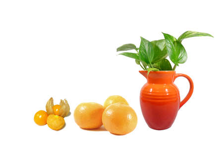 Potted Marble Queen Pothos Plants with Mandarin Oranges and Cape Gooseberries on White Backgroundの写真素材